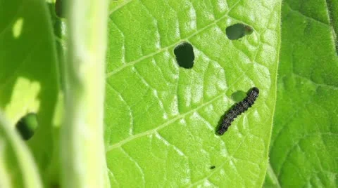 Caterpillar eating a leaf Stock Footage 24667773