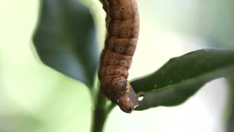 Caterpillar is eating a leaf Stock Footage 117506815