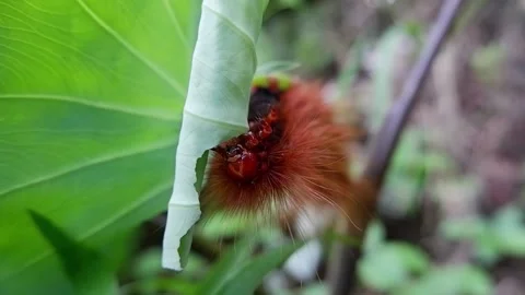 The caterpillar is eating a leaf. Video stock 138076188