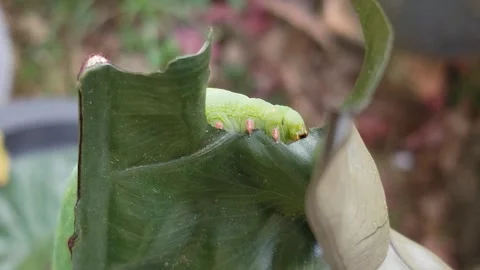 Caterpillar eating a leaf Stock Footage 305130833