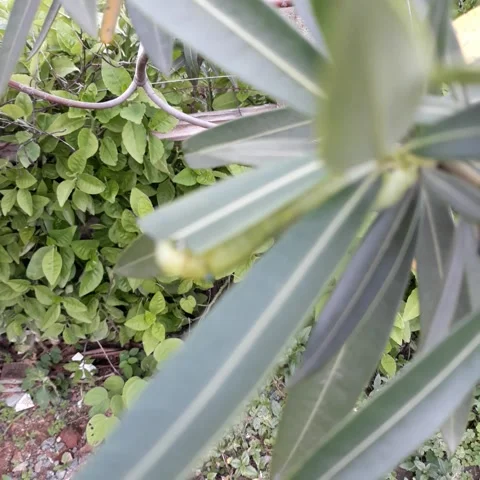 Caterpillar eating leaf. Leaf eating caterpillar Stock Footage 155163551