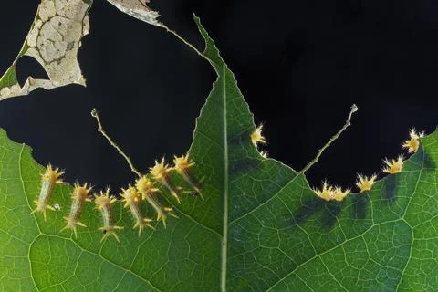 Caterpillar eating leaf Stockfoto's