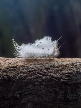 Caterpillar eating leaf 스톡 사진