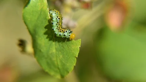 Caterpillar eating a leaf timelapse 4k Video stock 81797492