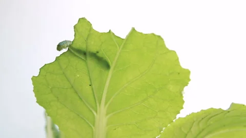 Caterpillar eating leaf at tree on white background. Video stock 155054630