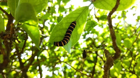 Caterpillar eating tree leaf. Fix camera. Stock Footage 123903613