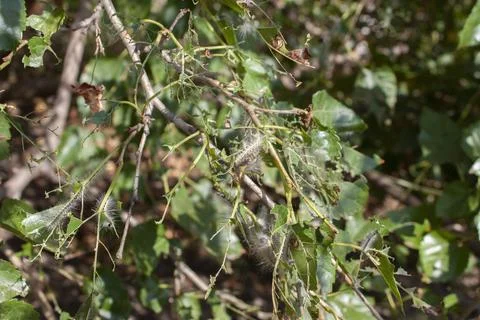 Caterpillar eats branches Stock Photos