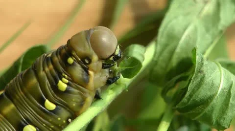 Caterpillar eats Stock Footage