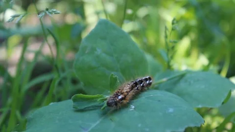 The caterpillar eats Stock Footage 75034401