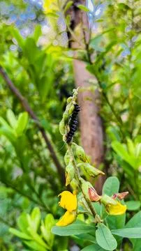 The caterpillar eats on a garden tree Stock Photos