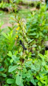 The caterpillar eats on a garden tree Stock Photos