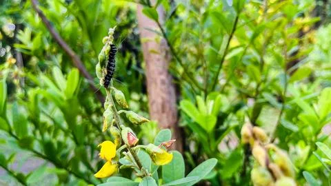 The caterpillar eats on a garden tree Stock Photos