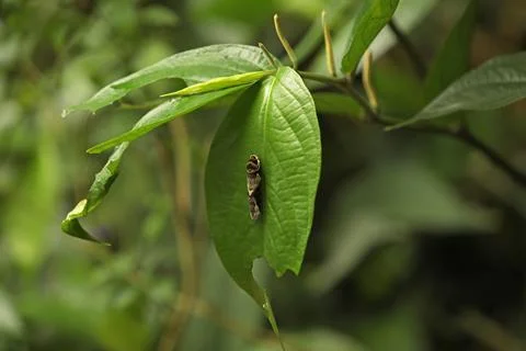 A caterpillar eats a green leaf to become a beautiful butterfly. Stock Photos