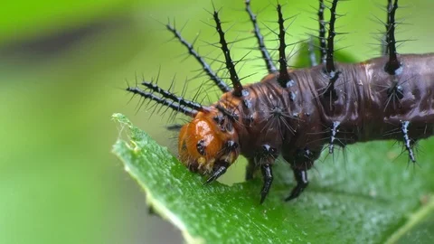 Caterpillar eats a leaf. Stock Footage 94100918