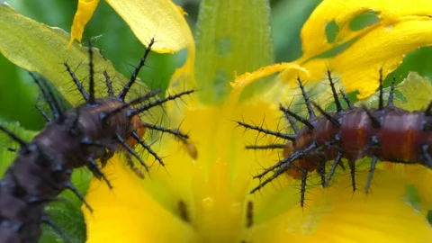 Caterpillar eats a leaf. Stock Footage 94101316