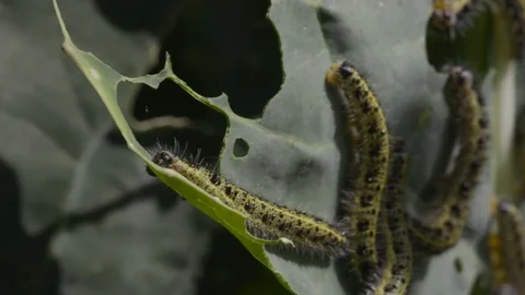 Caterpillar eats the leaf Stock Footage 103538674