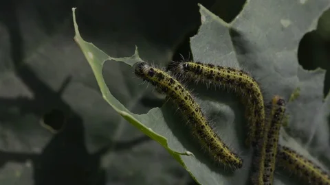 Caterpillar eats the leaf Stock Footage 103538819