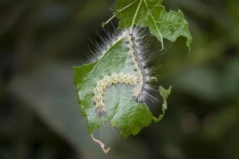 A caterpillar eats a leaf Stock Photos