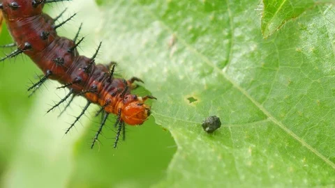 The caterpillar eats leaves in the forest. Stock Footage 77238913