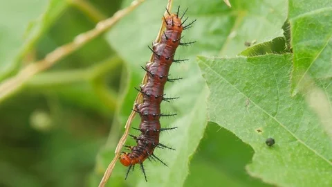 The caterpillar eats leaves in the forest. Stock Footage 77244983