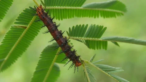 The caterpillar eats leaves in the forest. Stock Footage 77245871