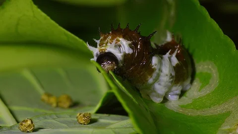 A caterpillar eats a lemon tree leaf in Australia. Stock Footage 92746495