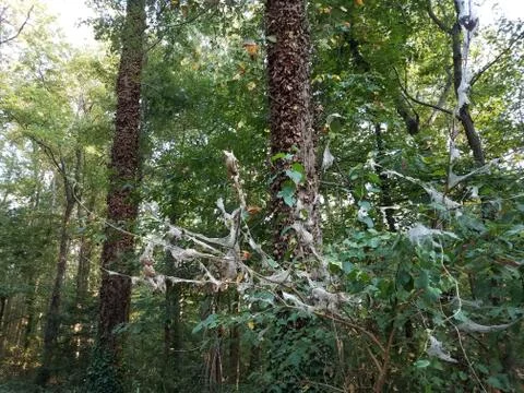 Caterpillar eggs and webs in tree with green and brown vines Stock Photos