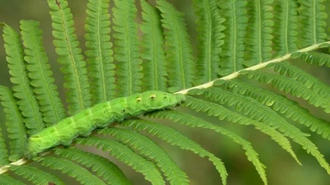 Caterpillar of Elephant hawk moth crawls along the fern leaf Видео 85113251