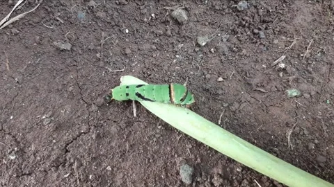 A caterpillar at the end of a branch Stock Footage 314629496