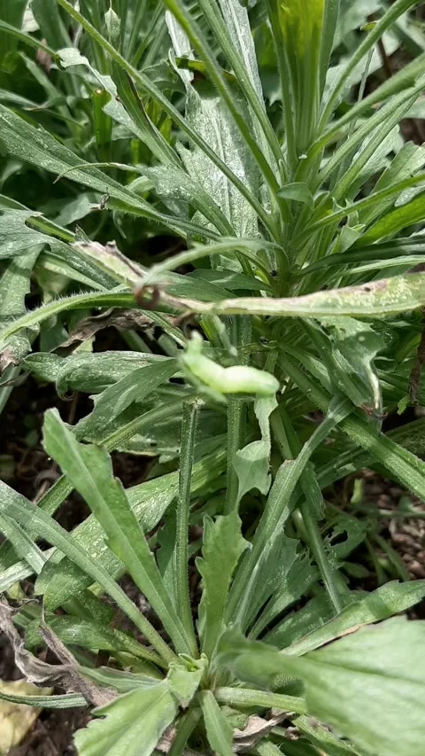 Caterpillar on Erigeron Leaf Video stock 325513307