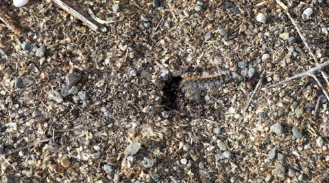 Caterpillar escapes from anthill Stock Footage 38078949