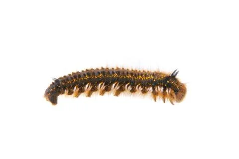 Caterpillar of Euthrix potatoria on a white background Stock Photos