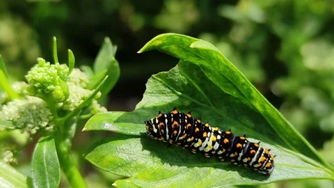 "Caterpillar Exploring a Leaf: Nature in Motion" Video stock 158323982