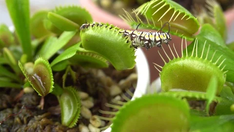 Caterpillar fail trying to escape from deadly venus flytrap leaf Stock Footage 93473898