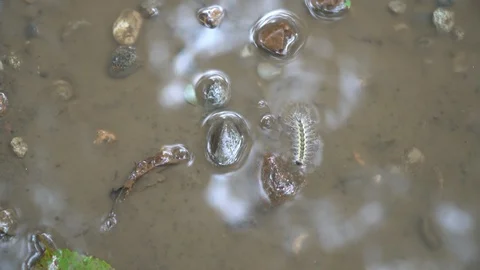 Caterpillar fall down from tree and swimming in puddle. Stock Footage 94610186