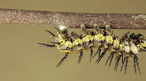 Caterpillar falls into flying J position – 4k super macro 60x time lapse Video stock 68321002