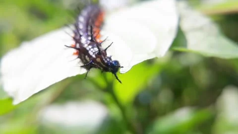 Caterpillar feeding on leaf. close up macro animal behavior. animal video. insec Stock Footage 277557887