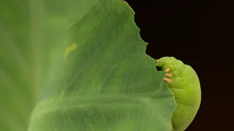 Caterpillar feeding on leaf crop Stock Footage