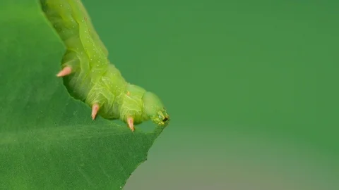 Caterpillar feeding on a leaf Stock Footage