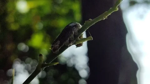 Caterpillar Feeding on Leaf Stock Footage 323148809
