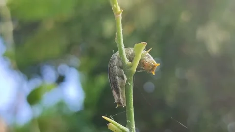 Caterpillar Feeding on Leaf Stock Footage 323148837