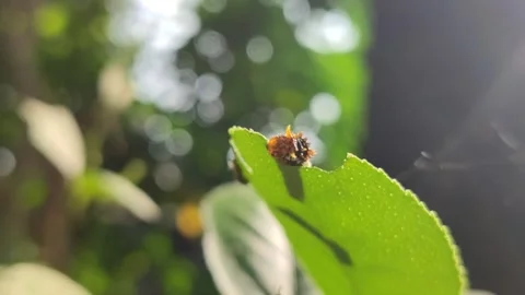 Caterpillar Feeding on Leaf Stock Footage 323148896