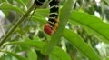 caterpillar-feeding on a leave HD Footage