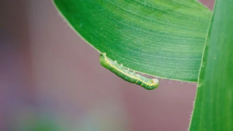 Caterpillar Feeding On Sweetcorn Leaf Stock Footage 137295386