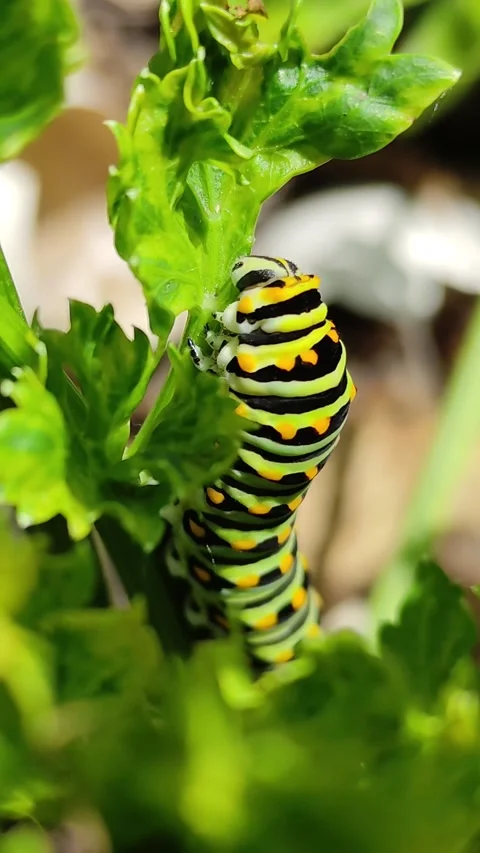 Caterpillar Feeding in Time-Lapse Video stock 158327307