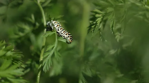 A caterpillar feeds on a leaf of a celery plant 스톡 동영상 219796779