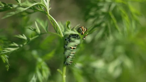 A caterpillar feeds on a leaf of a celery plant 스톡 동영상 219796941