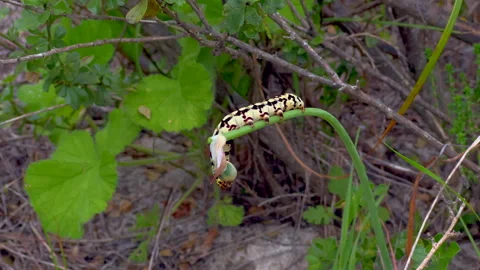 Caterpillar on a flower bud Stock Footage 290901271