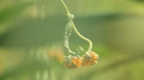 Caterpillar on flower Video stock 8914149