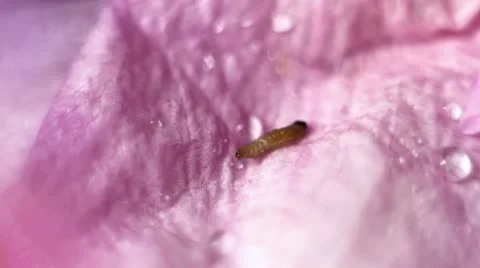 Caterpillar on a flower Stock Footage 10717998